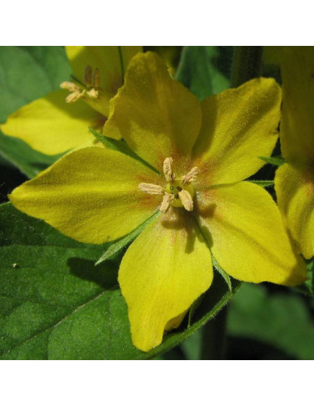 Hometown Hero Lysimachia punctata Tojeść kropkowana