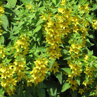 Hometown Hero Lysimachia punctata Tojeść kropkowana 2