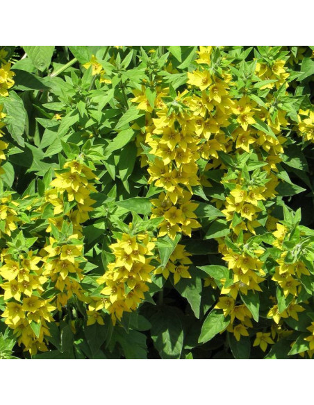 Tojeść kropkowana Hometown Hero Lysimachia punctata