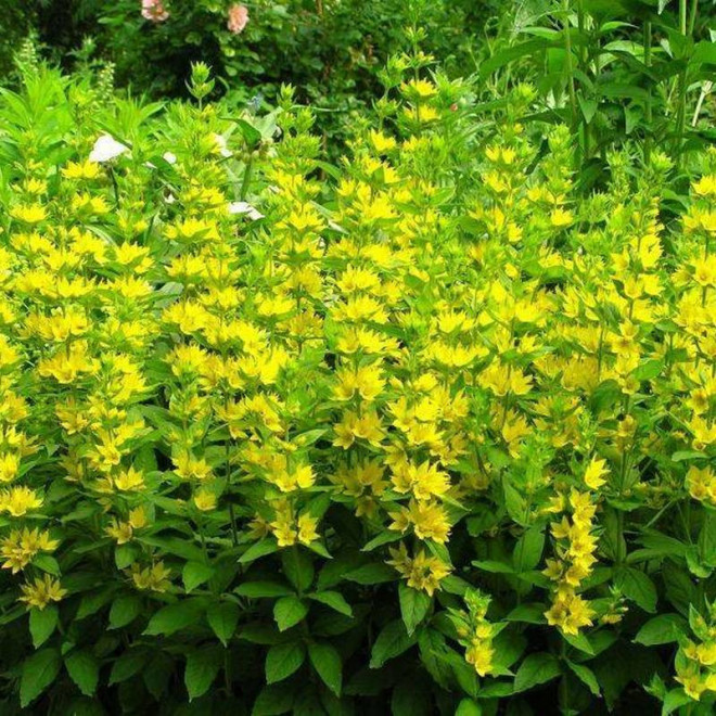 Tojeść kropkowana Lysimachia punctata Hometown Hero