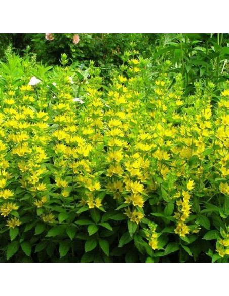 Tojeść kropkowana Lysimachia punctata Hometown Hero