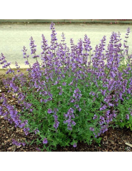 Kit Cat Nepeta faassenii Kocimiętka Fassena