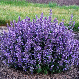 Kit Cat Nepeta faassenii Kocimiętka Fassena 2