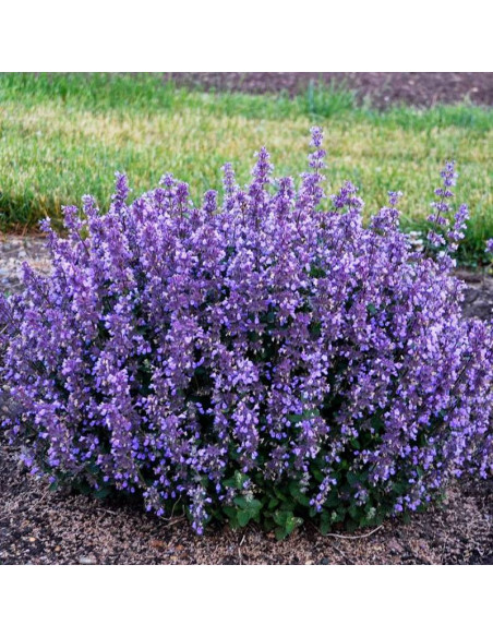 Kocimiętka Fassena Kit Cat Nepeta faassenii