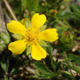 Potentilla neumanniana Pięciornik wiosenny