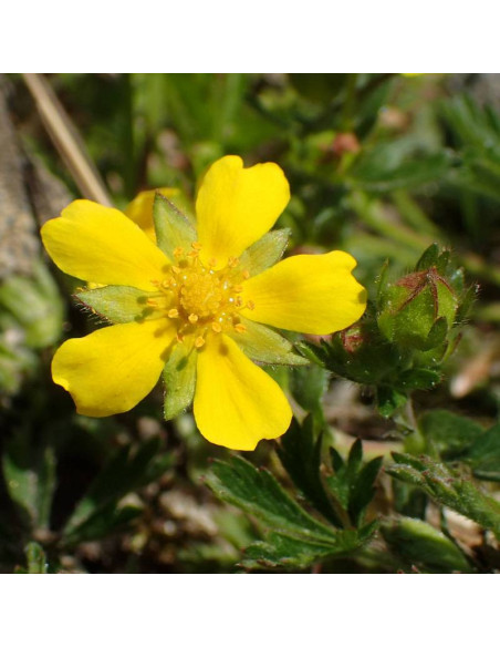 Potentilla neumanniana Pięciornik wiosenny