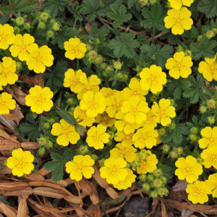 Potentilla neumanniana Pięciornik wiosenny 2