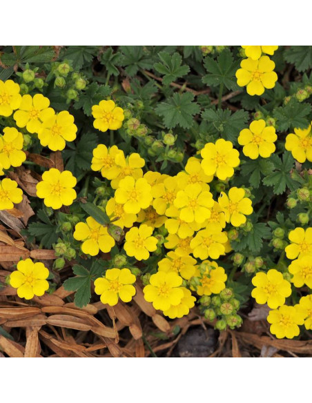 Pięciornik wiosenny Potentilla neumanniana