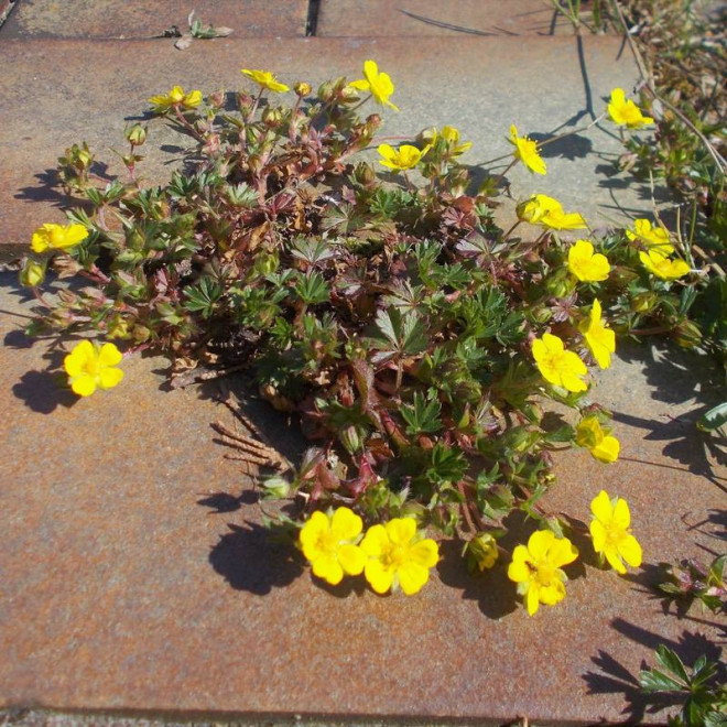 Pięciornik wiosenny Potentilla neumanniana