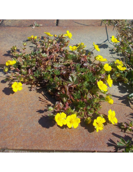 Pięciornik wiosenny Potentilla neumanniana