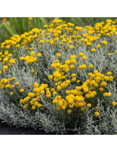 Santolina chamaecyparissus Santolina cyprysikowata