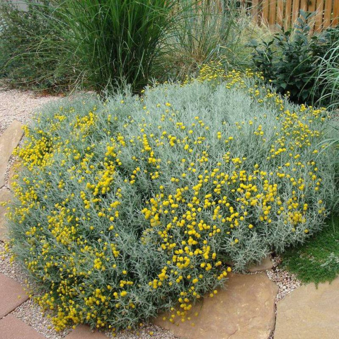 Santolina cyprysikowata Santolina chamaecyparissus