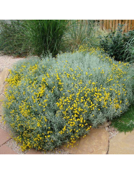 Santolina cyprysikowata Santolina chamaecyparissus