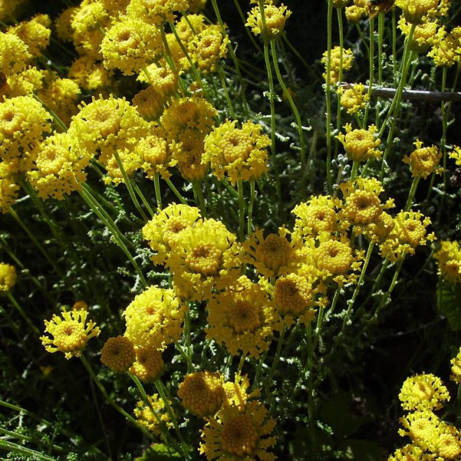 Santolina cyprysikowata Santolina chamaecyparissus