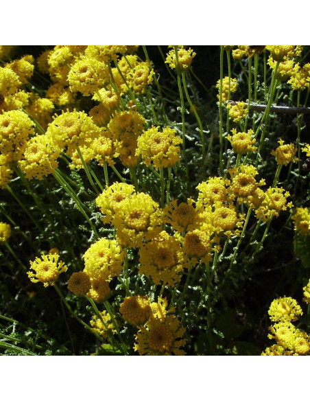 Santolina cyprysikowata Santolina chamaecyparissus