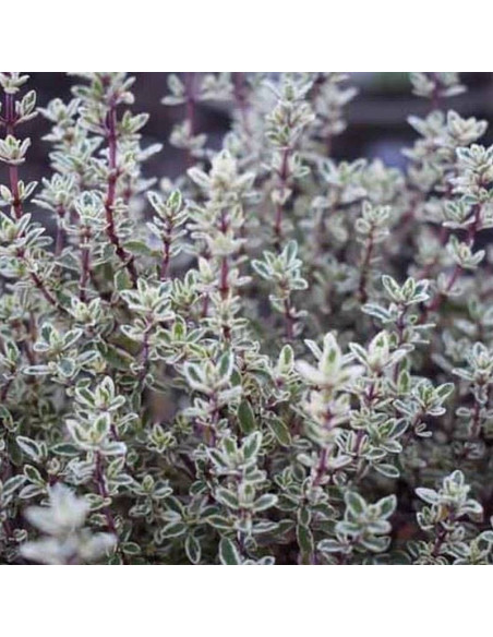Macierzanka pospolita Silver Posie Thymus vulgaris