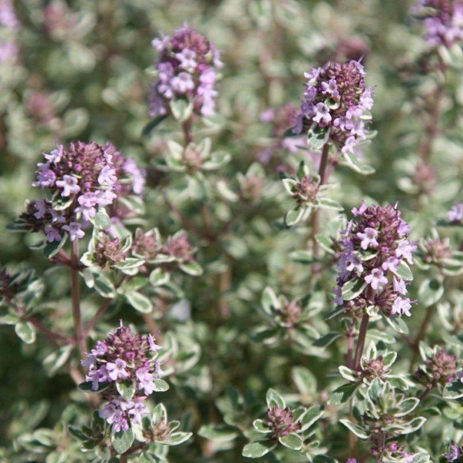 Silver Posie Thymus vulgaris Macierzanka pospolita