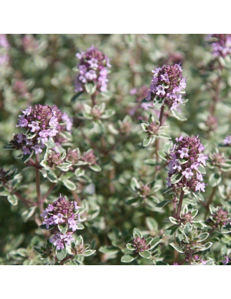 Silver Posie Thymus vulgaris Macierzanka pospolita