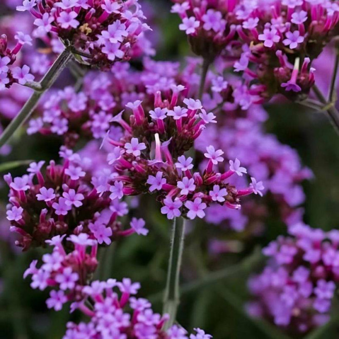 werbena argentyńska Verbena bonariensis