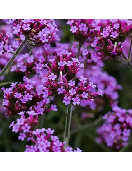 werbena argentyńska Verbena bonariensis