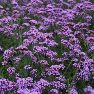 werbena argentyńska Verbena bonariensis 2
