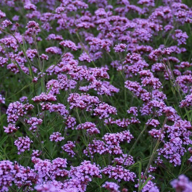 Verbena bonariensis werbena argentyńska