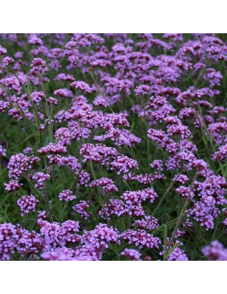 Verbena bonariensis werbena argentyńska