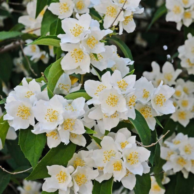 Jaśminowiec Rosace Philadelphus