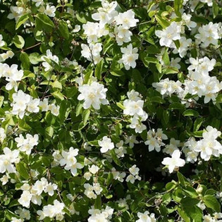 Jaśminowiec Rosace Philadelphus 2