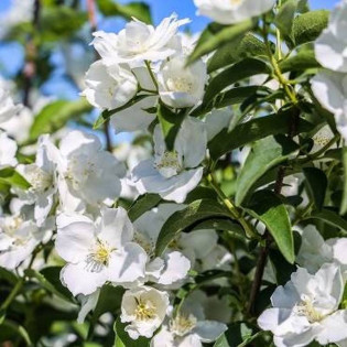 Jaśminowiec Limestone Philadelphus