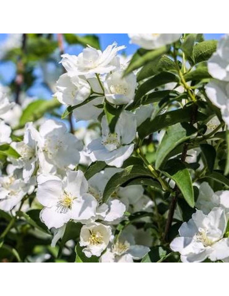Jaśminowiec Limestone Philadelphus