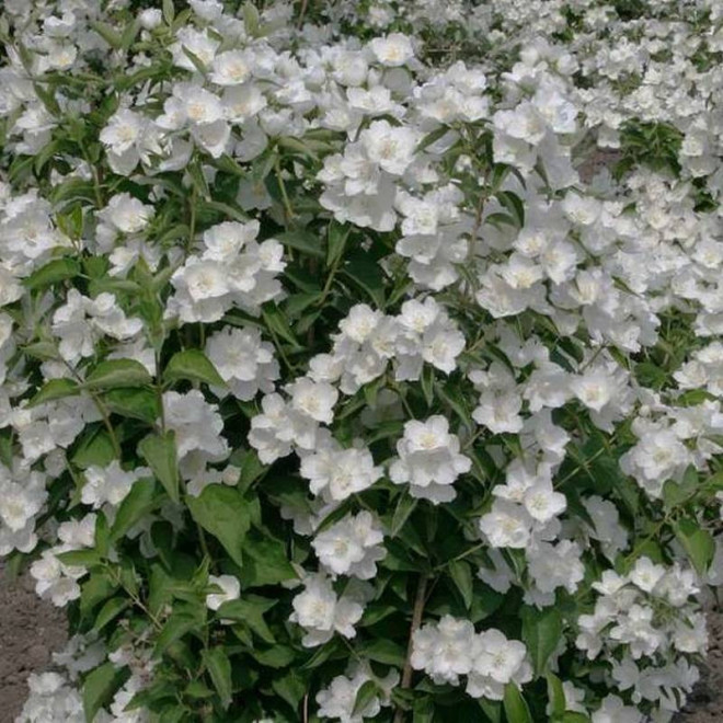 Limestone Philadelphus Jaśminowiec Limestone Philadelphus Jaśminowiec