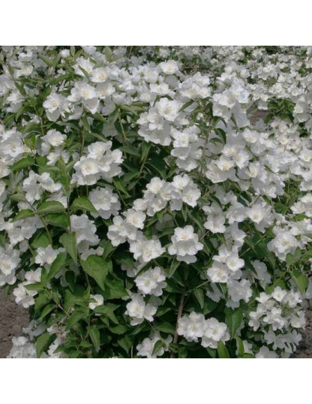 Limestone Philadelphus Jaśminowiec