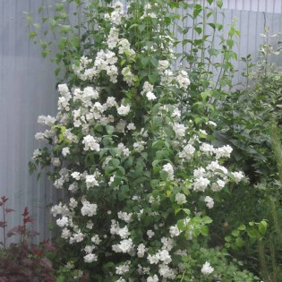 Jaśminowiec Waterton Philadelphus lewisii 2