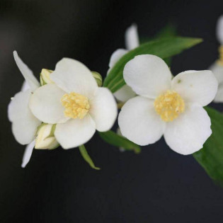 Jaśminowiec Waterton Philadelphus lewisii