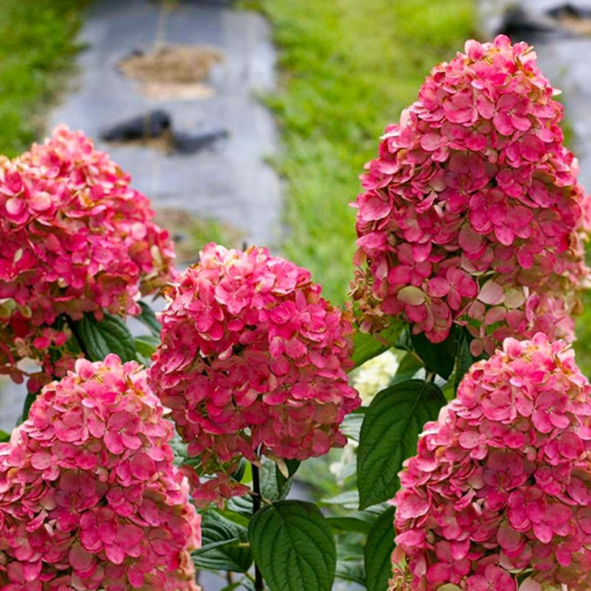 Hortensja bukietowa Magical Fire Bokraplume PBR Hydrangea paniculata