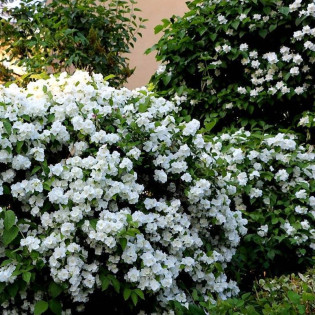 Jaśminowiec Kalina Philadelphus