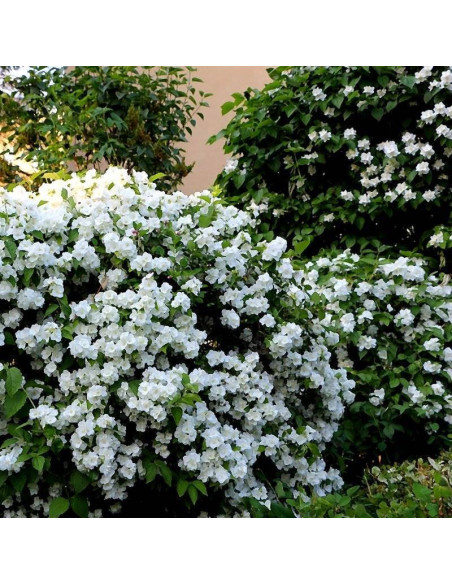 Jaśminowiec Kalina Philadelphus
