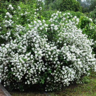 Jaśminowiec Kalina Philadelphus 2