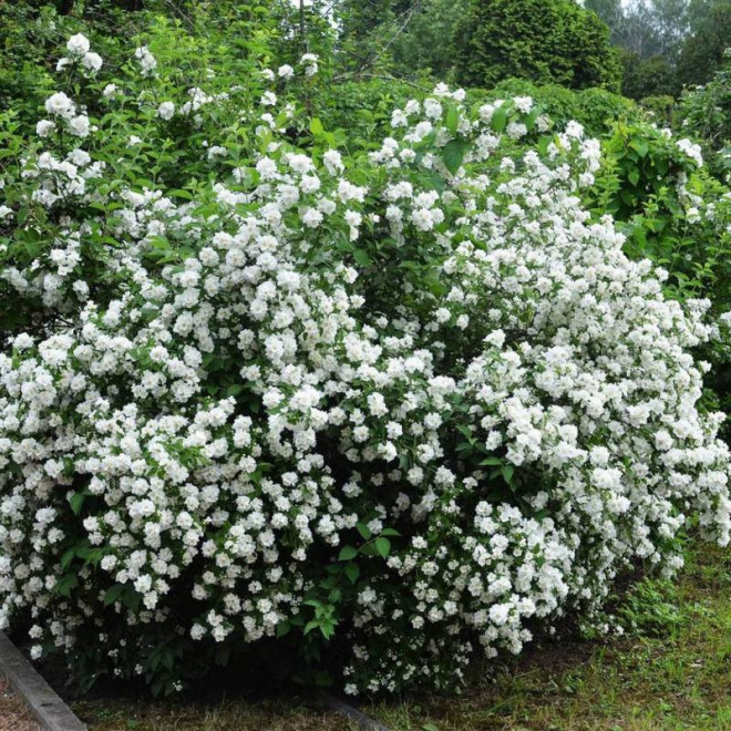 Kalina Philadelphus Jaśminowiec