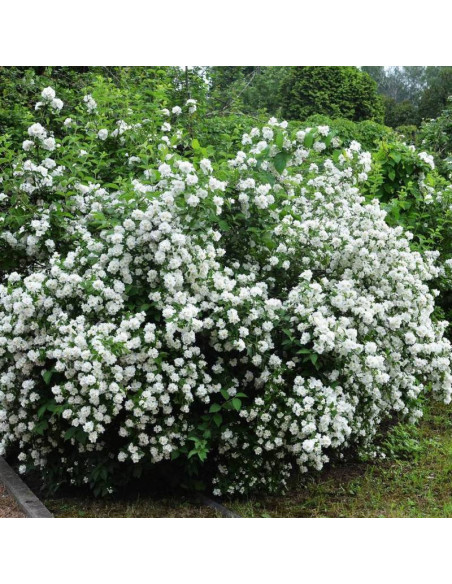 Kalina Philadelphus Jaśminowiec