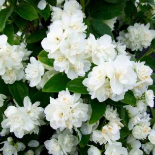 Philadelphus Jaśminowiec Justynka