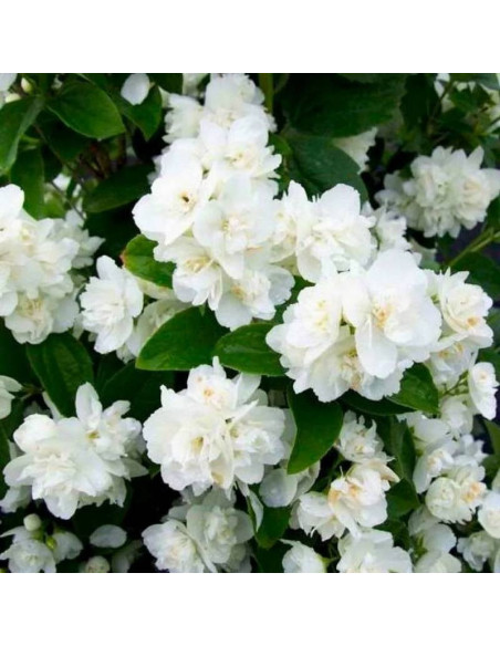 Philadelphus Jaśminowiec Justynka
