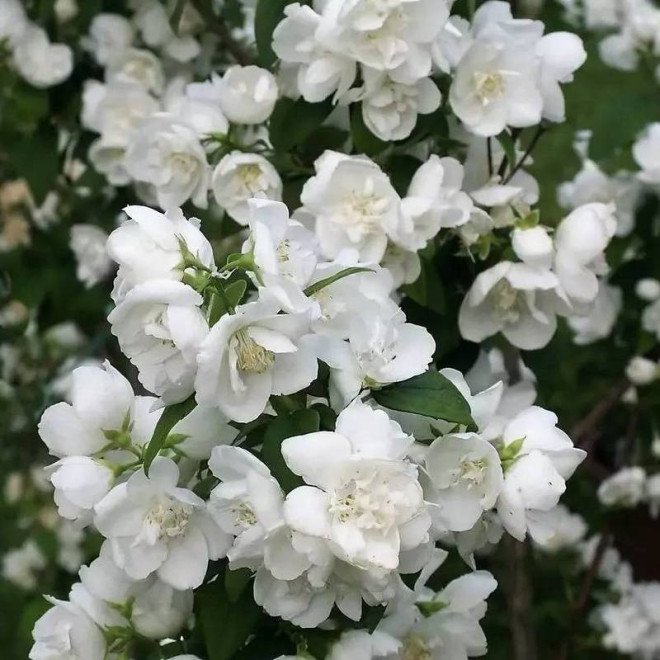 Jaśminowiec Justynka Philadelphus