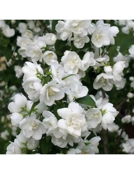 Jaśminowiec Justynka Philadelphus