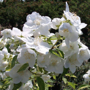 Jaśminowiec Innocence Philadelphus