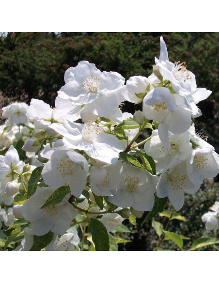 Jaśminowiec Innocence Philadelphus