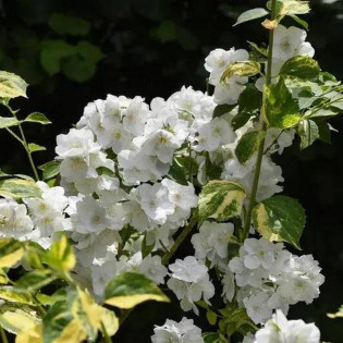 Jaśminowiec Innocence Philadelphus 2