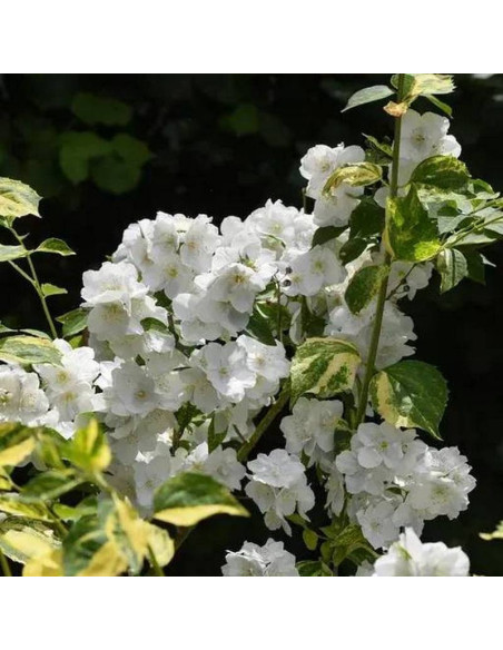 Innocence Philadelphus Jaśminowiec