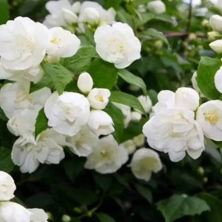 Girandole Philadelphus Jaśminowiec